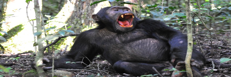 5-Day chimpanzee Wildlife safaris in Ugandan
